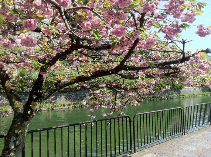 岡崎公園の疎水沿いに咲く八重桜
