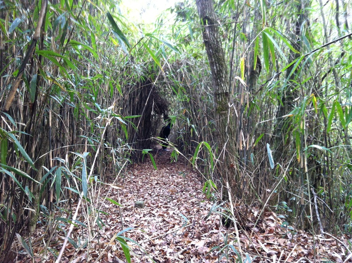 笹薮のトンネル