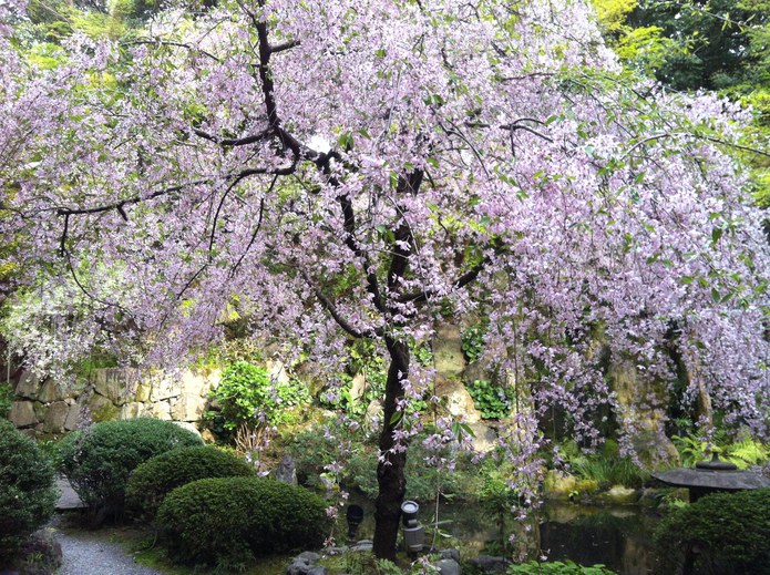 ホテルの庭のしだれ桜