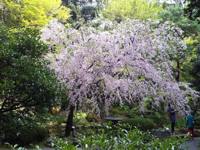 ホテルの庭のしだれ桜