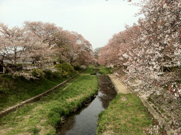 京都市立植物園よだれ桜