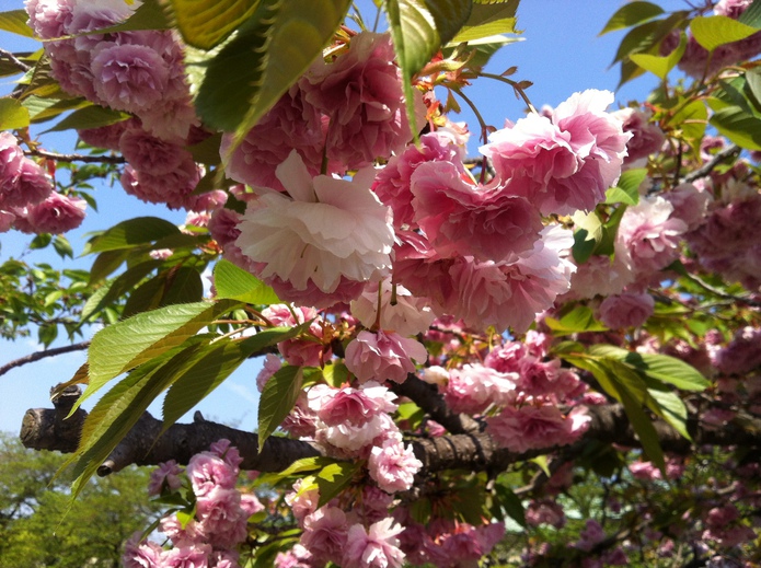 岡崎公園の疎水沿いに咲く八重桜。
