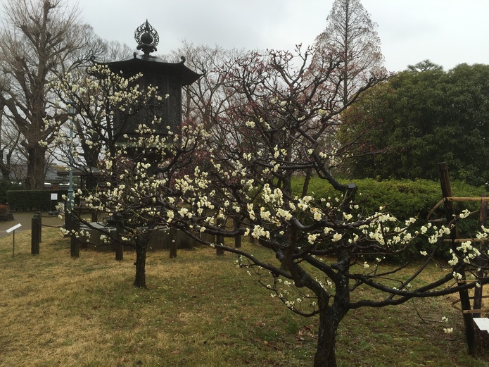 京博のお庭に梅が咲いていた。
